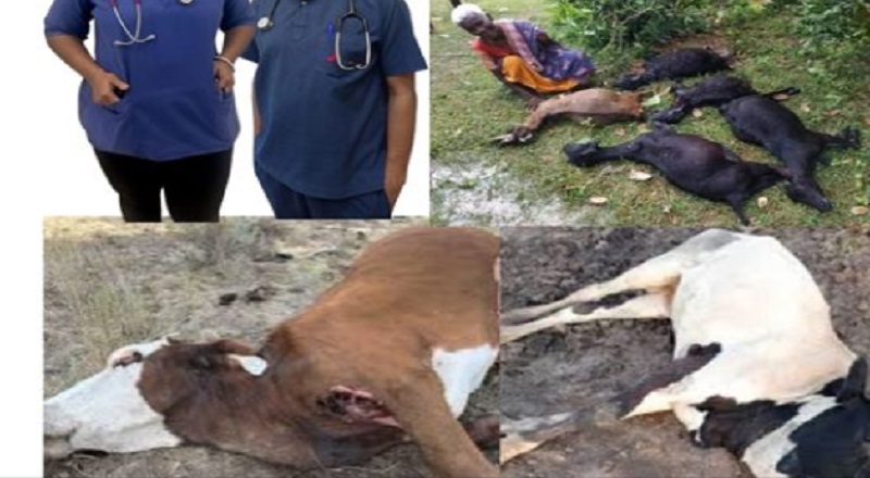 கால்நடை வைத்தியர்களின் அட்டூழியம்! என்ன செய்வதென தெரியாமல்  திணறும் வடபகுதி  பண்ணையாளர்கள்