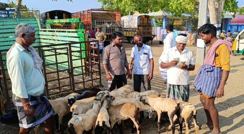 பக்ரீத் பண்டிகையை முன்னிட்டு ரூ.3 கோடிக்கு ஆடுகள் விற்பனை