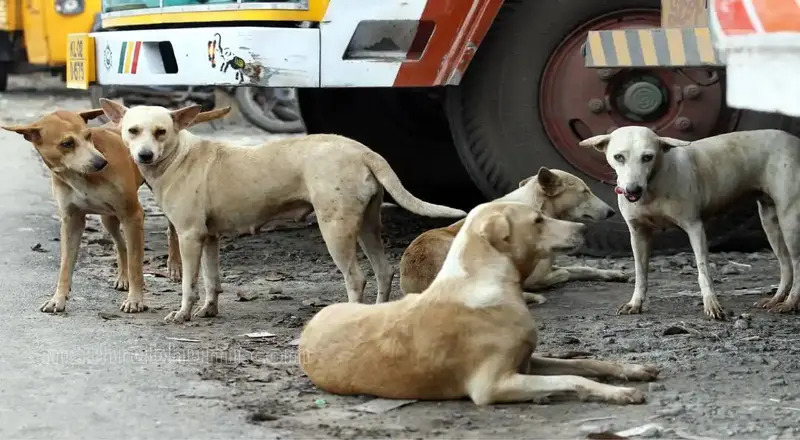 கேரளாவில் நோய் மற்றும் காயங்களுடன் திரியும் தெரு நாய்களை கருணை கொலை செய்ய முடிவு