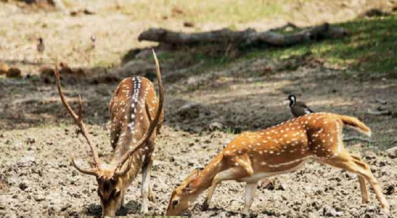 நீர் தேடி வரும் விலங்குகளை விஷம் வைத்து வேட்டையாடும் கொடூரம்!