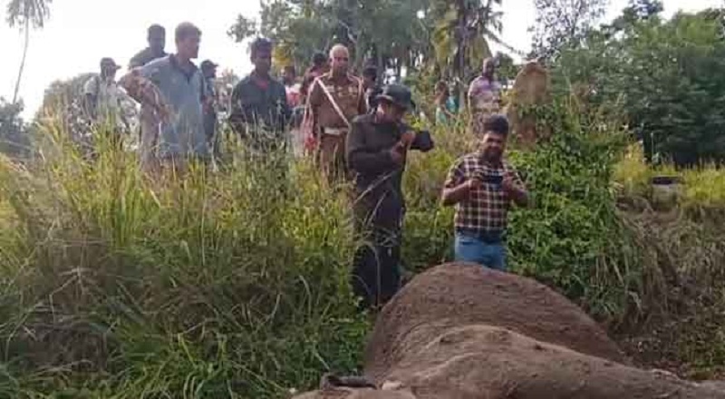 வெவ்வேறு பிரதேசங்களில் ரயிலுடன் மோதி 06 யானைகள் பலி!