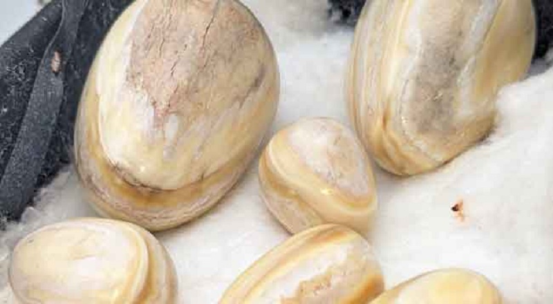 அரிதான கஜமுத்துக்களை வெளிநாட்டினருக்கு விற்பனை செய்ய முயன்ற நபர் கைது!