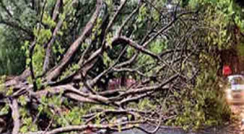 தெல்தெனிய பிரதான வீதியில் மரம் முறிந்து வீழ்ந்து விபத்து!