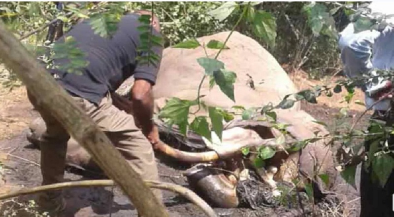 முல்லைத்தீவில் மின்சார வேலியில் சிக்குண்டு கொம்பன் யானை உயிரிழப்பு!