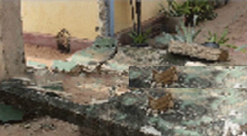 சிலாபம் பகுதியில் சுவர் இடிந்து விழுந்ததில் இரு மாணவர்கள் காயம்!