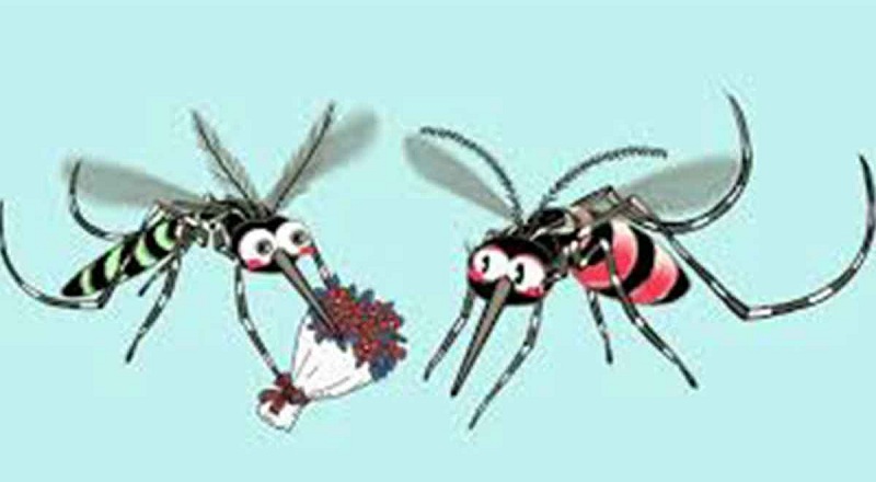 டெங்கு நுளம்புகளை கட்டுப்படுத்த வோல்பேசியா நுளம்புகளை விடுவிக்க நடவடிக்கை!