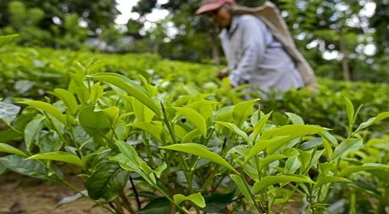 தேயிலை பயிர்செய்கைக்கான உரங்களின் விலையை 2000 ரூபாவால் குறைக்க திட்டம்!