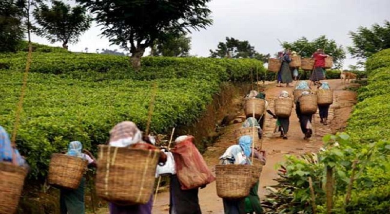 தோட்டதொழிலாளர்களின் நாளாந்த சம்பளத்தை தற்போதைக்கு அதிகரிக்க முடியாது : தோட்டகாரர்கள் சங்கம்!