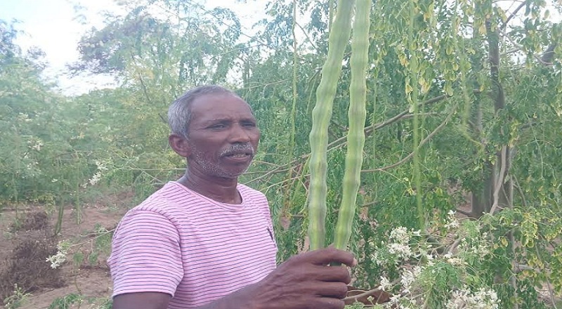 உரிய விலையின்றி தவிக்கும் முருங்கை செய்கையாளர்கள்!