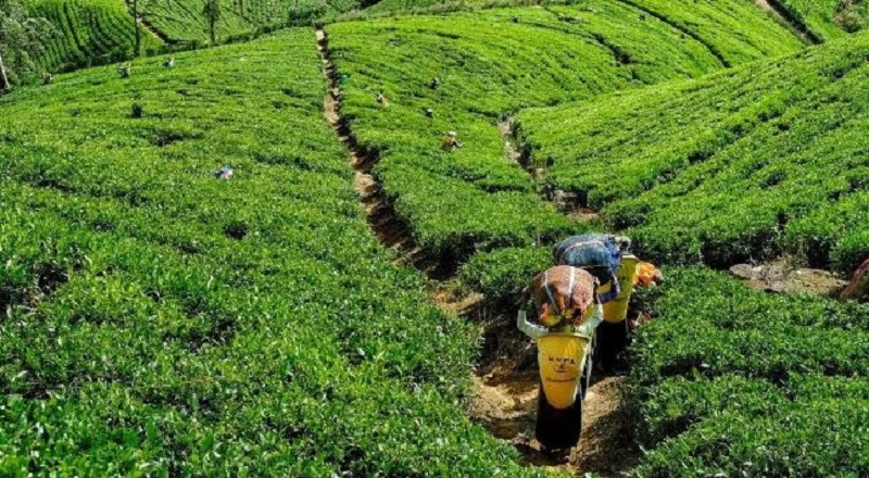 தீபாவளி பண்டிகைக்காக பெருந்தோட்ட மக்களுக்கு வழங்கப்படும் கொடுப்பனவு அதிகரிப்பு!