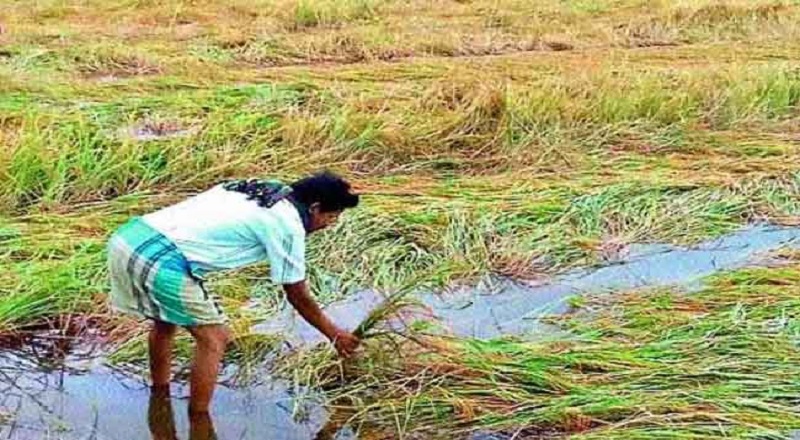 பயிர் சேதம் : ஹெக்டேர் ஒன்றுக்கு ஒரு இலட்சம் ரூபாவை வழங்குவதற்கு அமைச்சரவை அங்கீகாரம்!