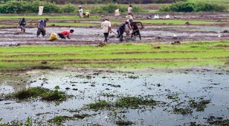 வெள்ளத்தினால் சேதமடைந்த சுமார் 80,000 ஏக்கர் விளைநிலங்கள் அடையாளம் காணப்பட்டுள்ளன!