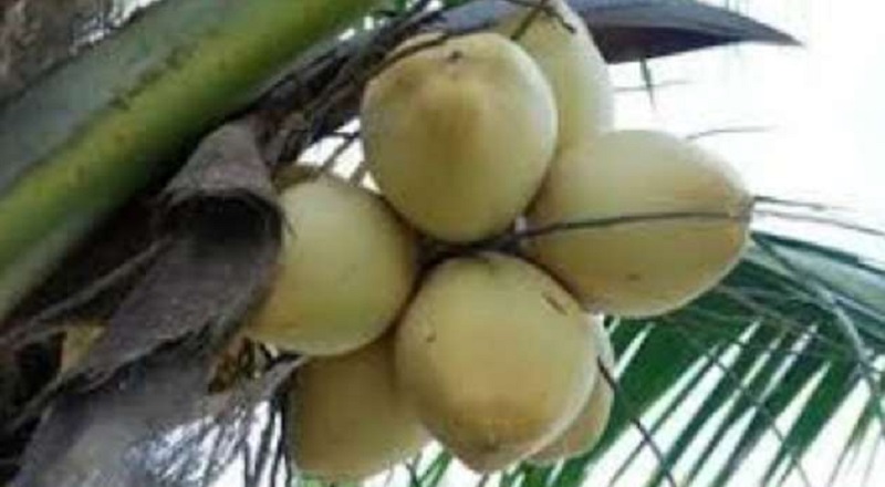தேங்காய் நெருக்கடியை தவிர்க்க கூட்டு அமைச்சரவை பத்திரத்தை சமர்ப்பிக்க நடவடிக்கை’!