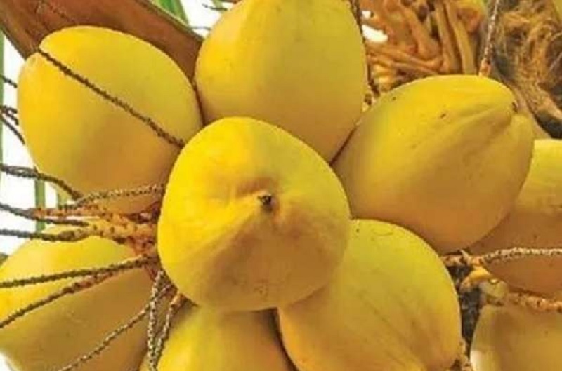 இலங்கையில் சடுதியாக அதிகரித்த இளநீரின் விலை!
