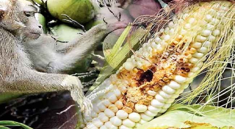 வன விலங்குகளால் பயிர்களுக்கு ஏற்படும் சேதத்தை தடுக்க சிறப்பு குழு நியமனம்!