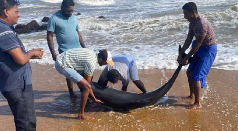 உடலில் காயங்களுடன் கரையொதுங்கிய டொல்பின்கள் : விசாரணைகள் ஆரம்பம்!