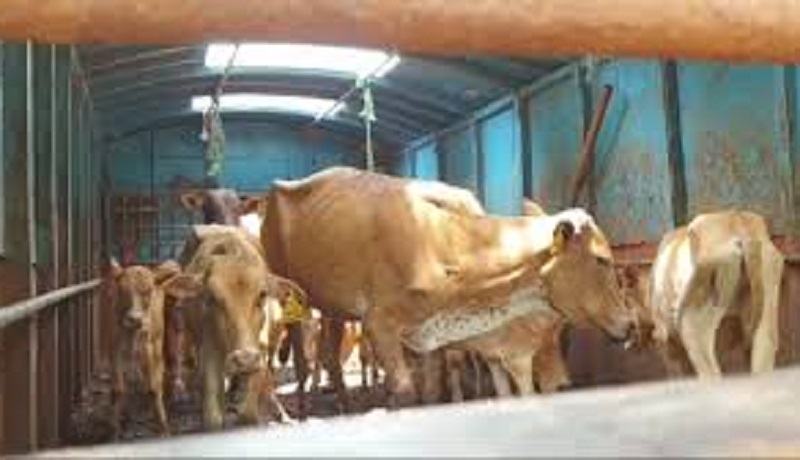 வவுனியா மாடு வெட்டும் மடுவதில் வெட்டப்பட்ட மாடுகளின் எண்ணிக்கை!
