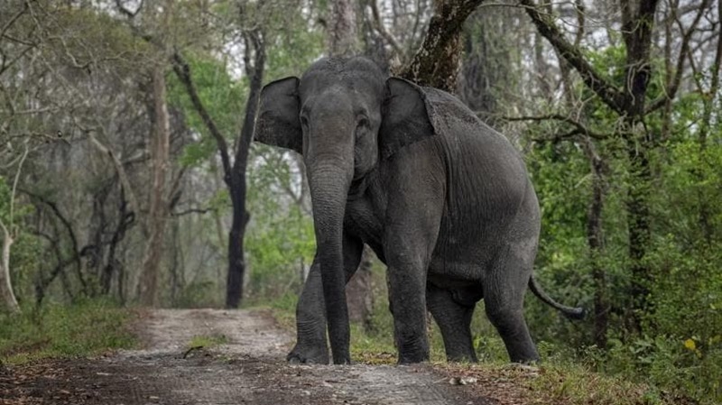 திருகோணமலையில் யானை தாக்கி 53 வயது நபர் மரணம்