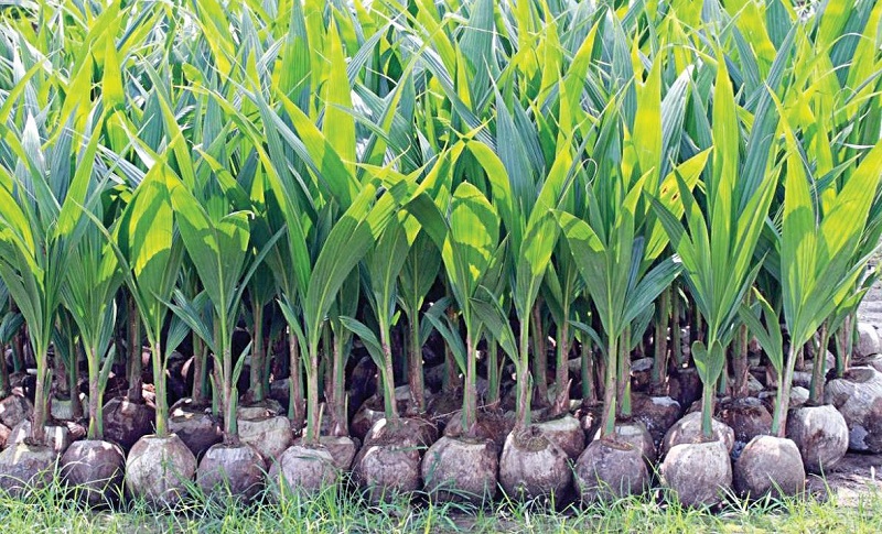 கிளிநொச்சியில் தென்னை மரக் கன்றுகள் வழங்கும் நிகழ்வு!