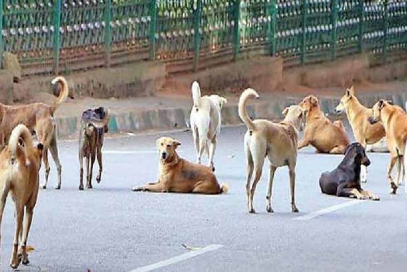 யாழ்ப்பாணத்தில் பெண் நாய்களை பிடித்துக் கொடுப்பவர்களுக்கு சன்மானம்!