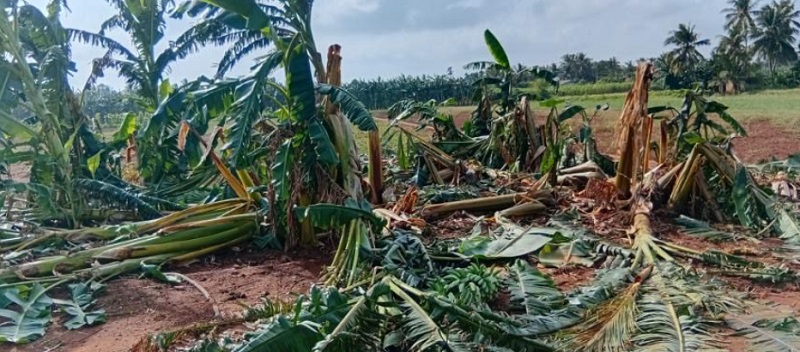 யாழில் நிலவிய அசாதாரண காலநிலை காரணமாக வாழை மரங்கள் அழிவு!
