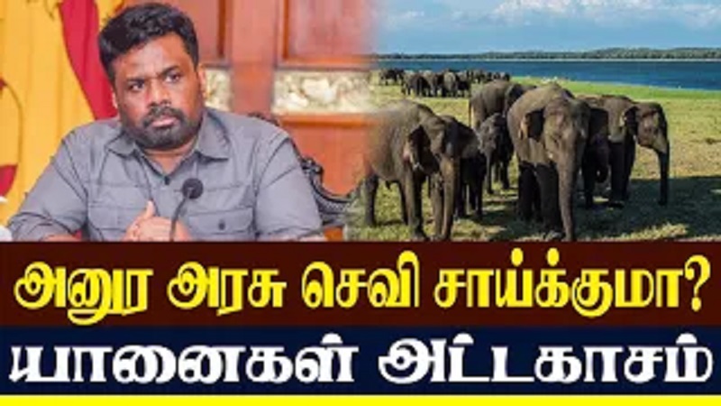 அனுர அரசு செவி சாய்க்குமா? யானைகள் அட்டகாசம் (வீடியோ இணைப்பு)