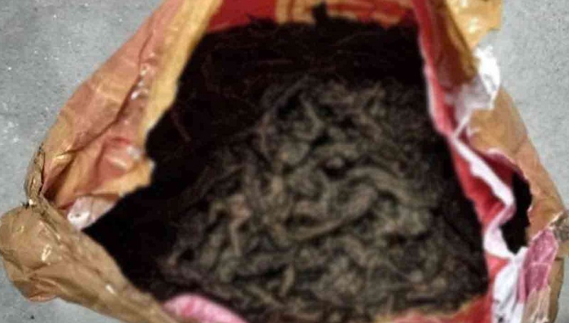 இலங்கைக்கு கடத்த முயன்ற 50 கிலோ கஞ்சா பறிமுதல்