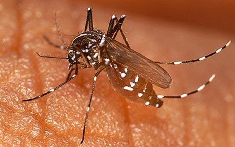 இலங்கையில் மலேரியா நோய்த்தொற்று மீண்டும் பரவக்கூடும் அபாயம்!