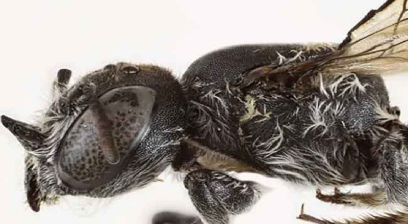 கொம்புகளை கொண்ட புதிய தேனீ இனம் கண்டுபிடிப்பு!