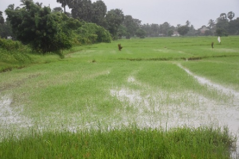 நெல் பயிரிடும் விவசாயிகளுக்கு 25,000 ரூபாய் உரமானியம்!