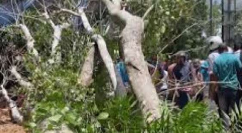 மாவனெல்ல-ரம்புக்கன சாலையில் முச்சக்கர வண்டி மீது முறிந்து விழுந்த மரம்!