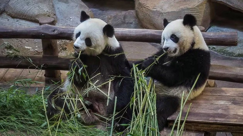 பிரான்சில் இருந்து சீனாவுக்கு திருப்பி அனுப்பப்படும் 2 பாண்டாக்கள்