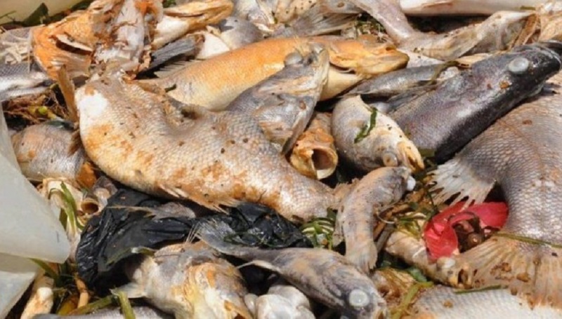 இறந்த மீன்களை உண்பதைத் தவிர்க்கவும்: மக்களுக்கு எச்சரிக்கை