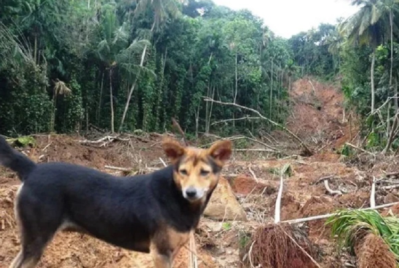 மண்ணில் புதைந்த குடும்பத்தை காட்டிக் கொடுத்த வளர்ப்பு நாய்!