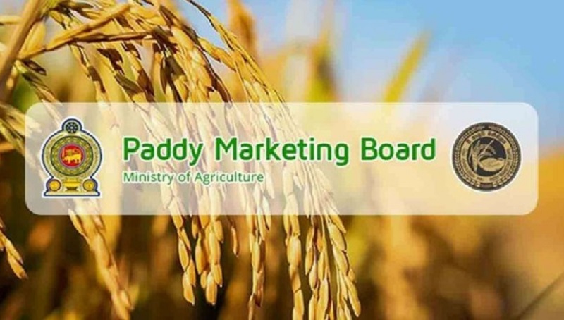 நெல் சந்தைப்படுத்தல் தொடர்பில் விசேட அறிவிப்பு!