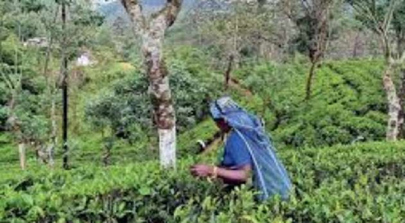 நாட்டை மீளக் கட்டியெழுப்ப ஒருநாள் சம்பளத்தை வழங்கிய தோட்ட தொழிலாளர்கள்!