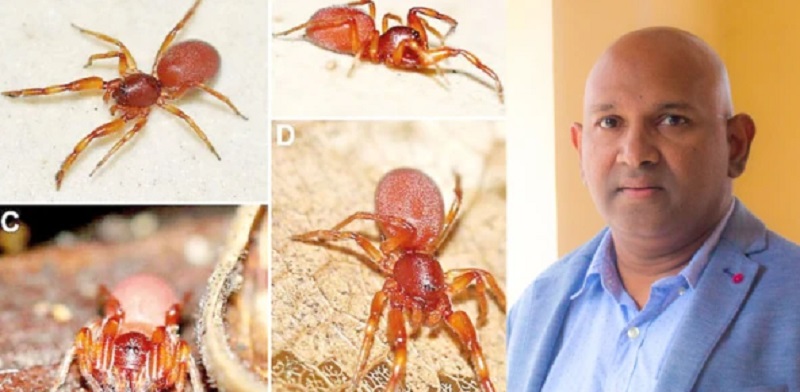 இலங்கையில் ஆறு புதிய சிலந்தி இனங்கள் அடையாளம் காணல்!