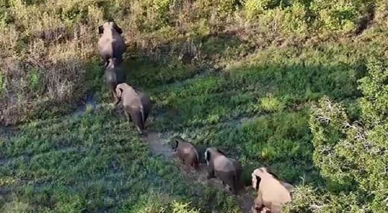 ஊருக்குள் புகுந்து அட்டகாசம் செய்யும் காட்டு யானைகள் : தொலைபேசி அழைப்புகளுக்கு கூட பதிலளிக்காத நிர்வாகத்தினர்!