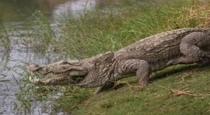 அக்கரைப்பற்று பகுதியில் முதலை தாக்குதலுக்கு உள்ளாகிய நபர் ஒருவர் மாயம்!