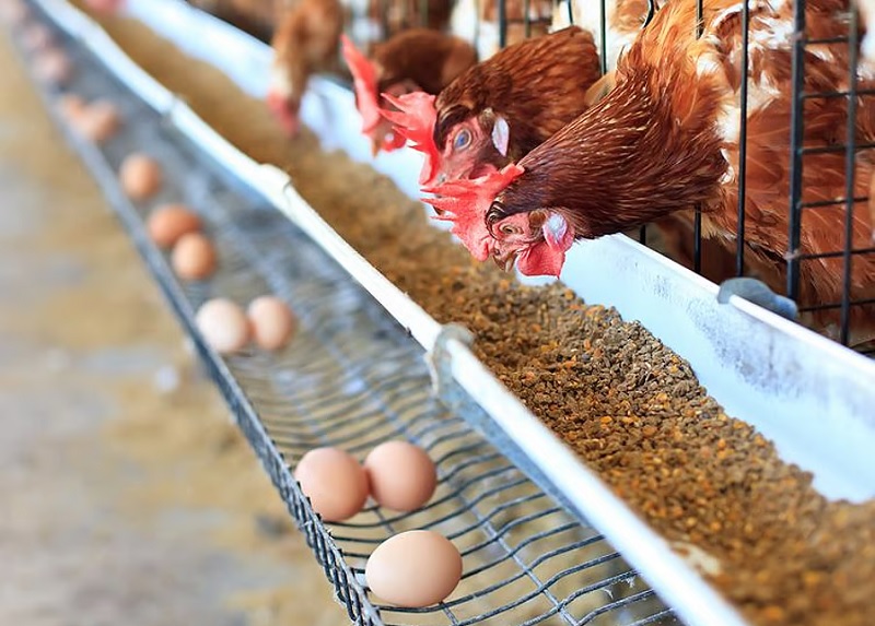 பிரான்சிலிருந்து கோழி மற்றும் முட்டை இறக்குமதியை நிறுத்திய சவுதி அரேபியா