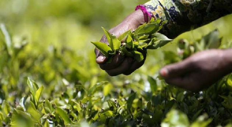 இலங்கையின் தேயிலையை ஈரான் தொடர்ந்து கொள்வனவு செய்யுமா? தூதர் விளக்கம்!