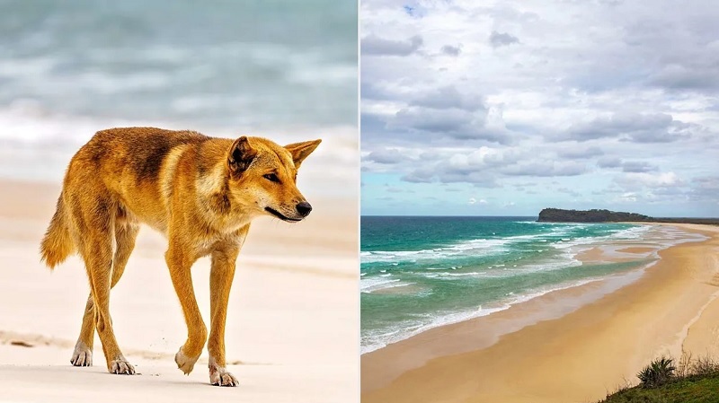 அவுஸ்திரேலியாவில் சடலமாக மீட்கப்பட்ட 19 வயது கனடிய பெண்