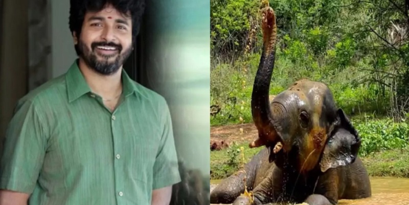 பிரக்ருதி என்ற யானையை தத்தெடுத்த சிவகார்த்திகேயன்