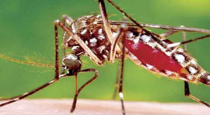 மட்டக்களப்பு மாவட்டத்தில் அதிகரிக்கும் டெங்கு காய்ச்சல் - மக்களுக்கு எச்சரிக்கை!