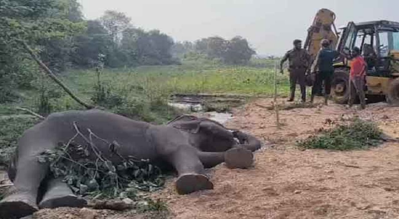பன்றி இறைச்சியை உட்கொண்ட யானை உயிரிழப்பு - திருகோணமலையில் சம்பவம்!