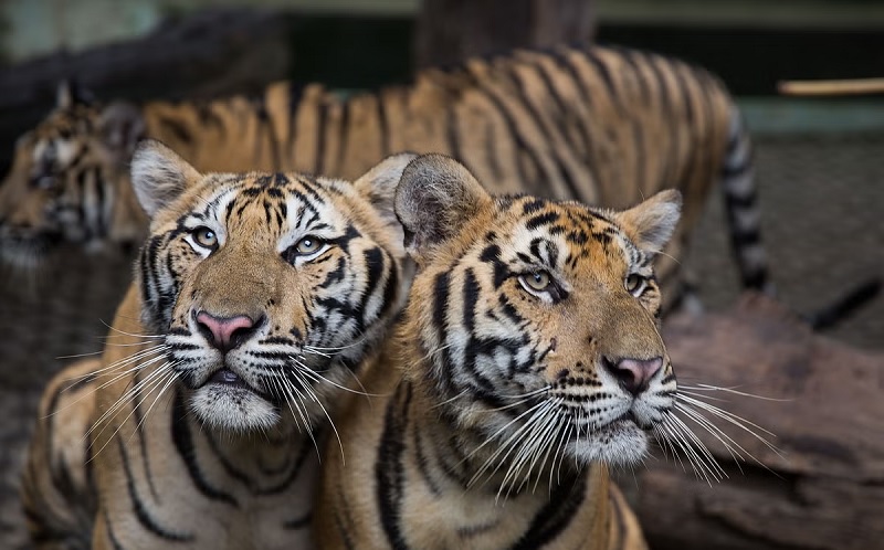 தாய்லாந்தில் 10 நாட்களில் 72 புலிகள் மரணம்