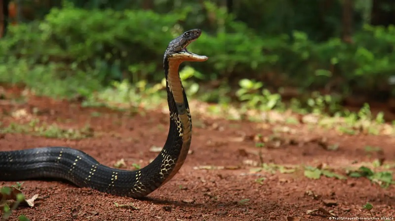 இந்தியாவில் கடந்த வருடம் பாம்பு தீண்டி 431 பேர் மரணம்