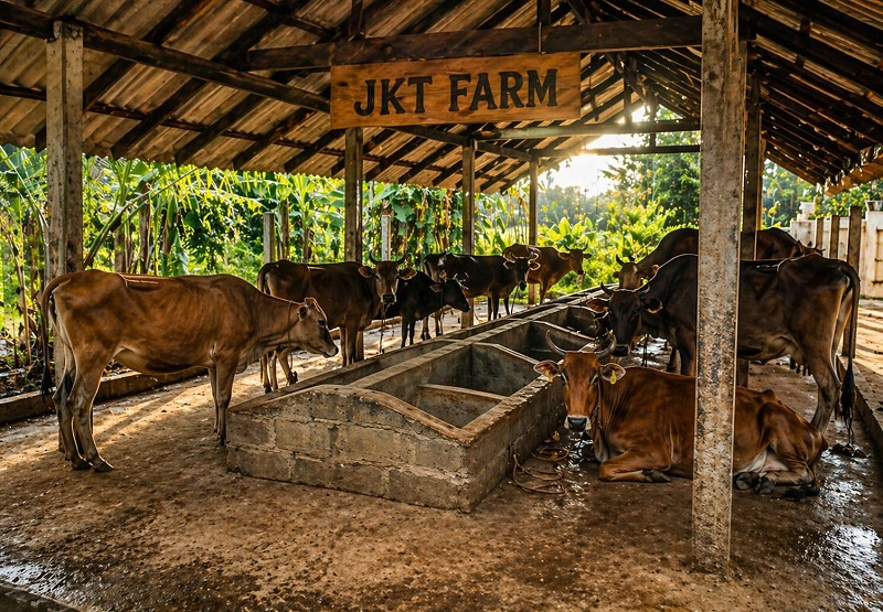 JKT ஒருங்கிணைந்த பண்ணைக்கு உதவிய இத்தாலியில் வசிக்கும் திருமதி. ஜெய