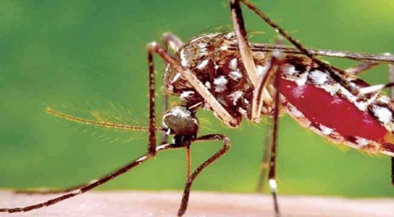 நாடு முழுவதும் 30,000 டெங்கு நோய்த்தொற்றுகள் பதிவு!