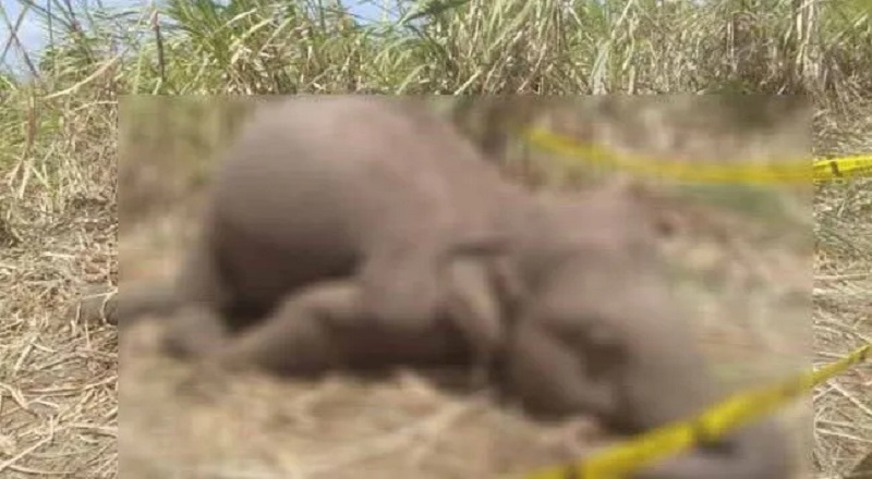மின்சாரம் தாக்கி இரு காட்டு யானைகள் உயிரிழப்பு!